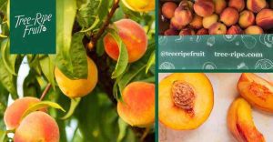 Georgia Peach Stop